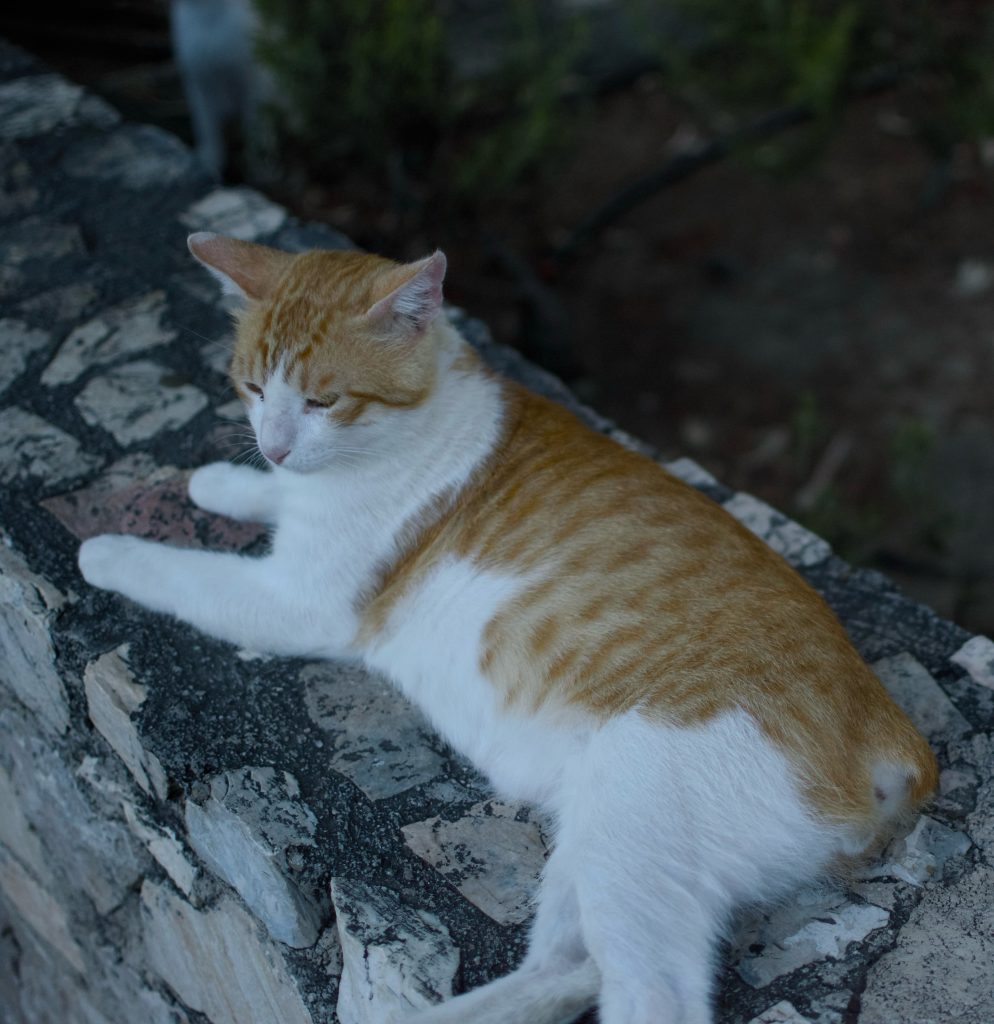 Φραντζής